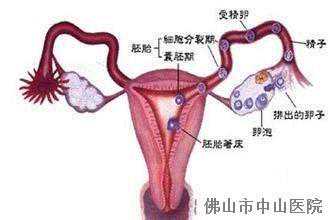 香港验血测y费用,二胎备孕一年多仍怀不上！原来是排卵障碍惹的